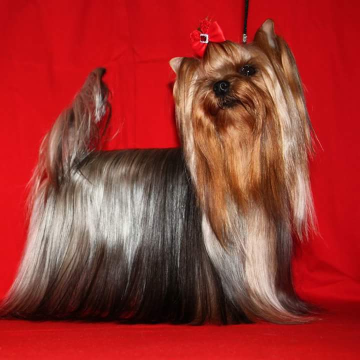  BESTIA FORTIS MONA LISA &mdash; Labaza DogPedigree YorkshireTerrier