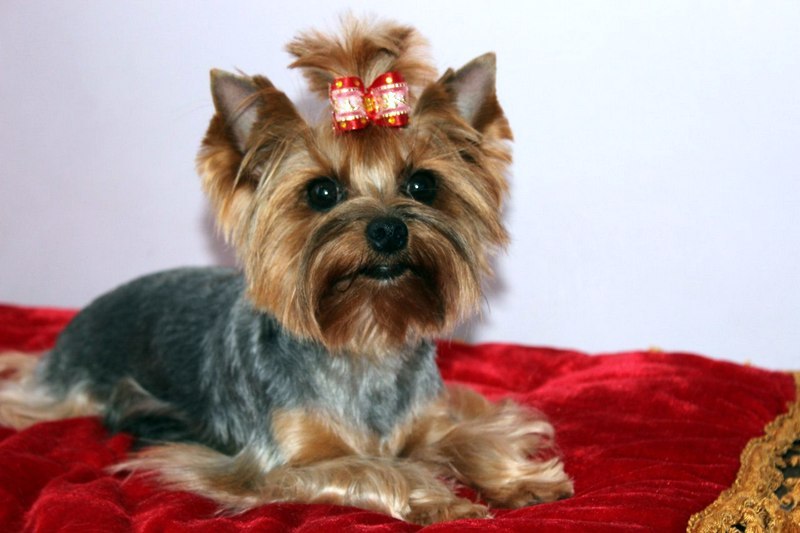  BESTIA FORTIS MIKAELLA &mdash; Labaza DogPedigree YorkshireTerrier