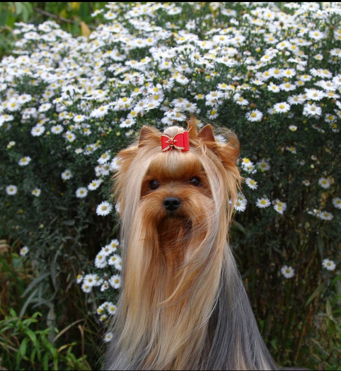 SCHASTLIVY MIR CHEMBERLEN