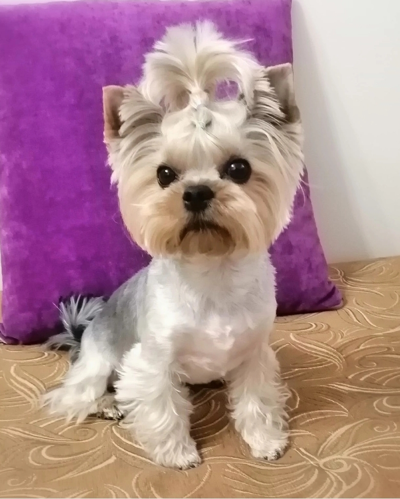 DIAMOND FIRST WATER VALDEMAR &mdash; Labaza DogPedigree YorkshireTerrier