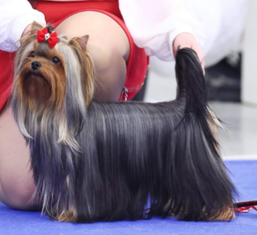 LA BRILLANTE SOPHIE &mdash; Labaza DogPedigree YorkshireTerrier