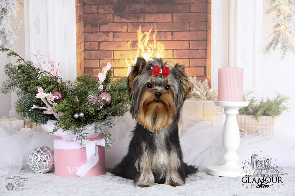 Glamour Show GLAMOUR SHOW MAGIC AURA &mdash; Labaza DogPedigree YorkshireTerrier