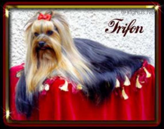 HOCK RACZOVA ZAHRADA