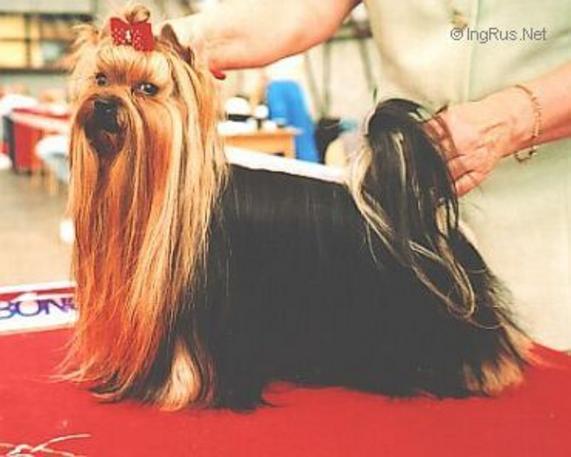  DANIEL YOKO VEKDAN &mdash; Labaza DogPedigree YorkshireTerrier