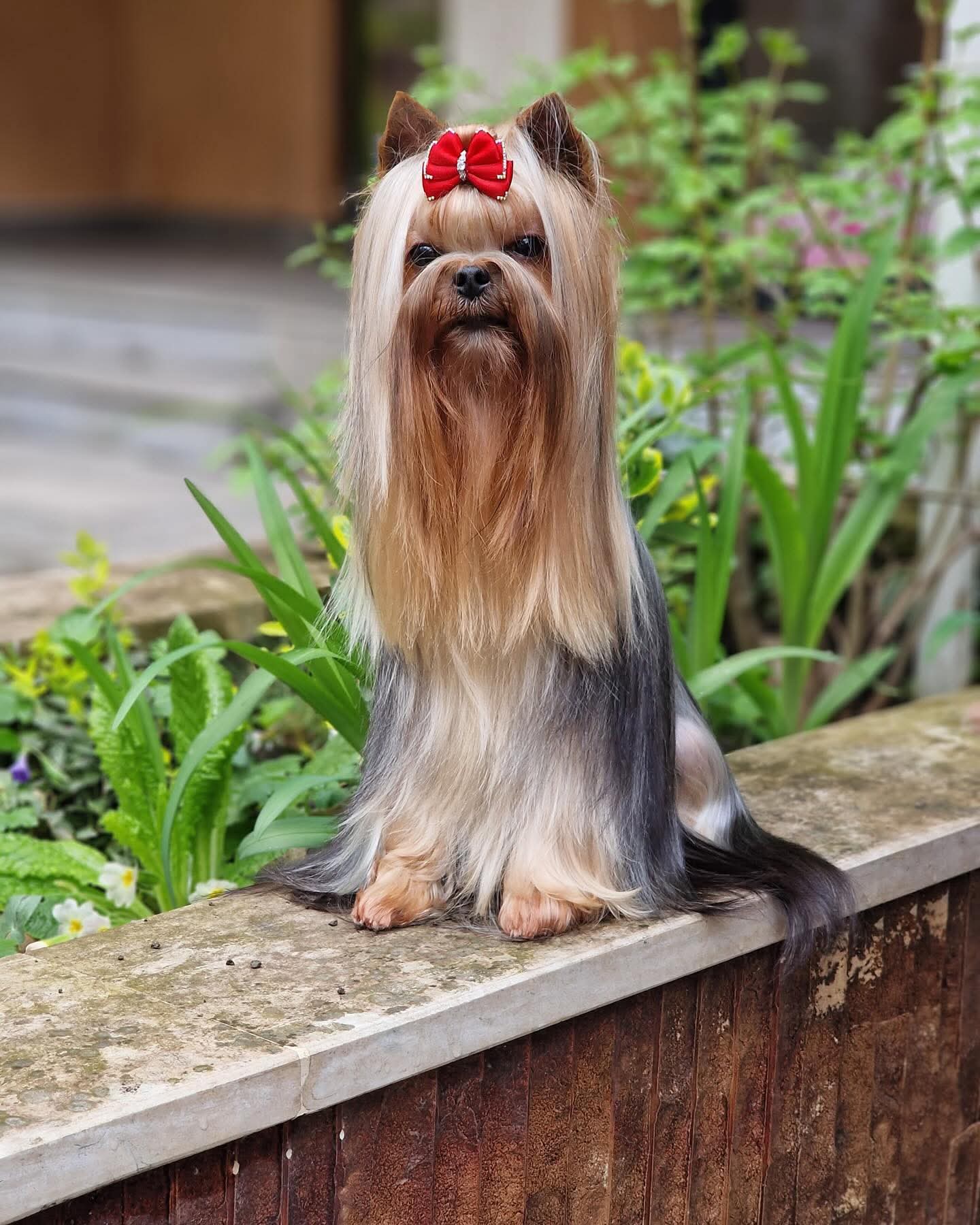 LUXURY YORK MAMMA MIA &mdash; Labaza DogPedigree YorkshireTerrier