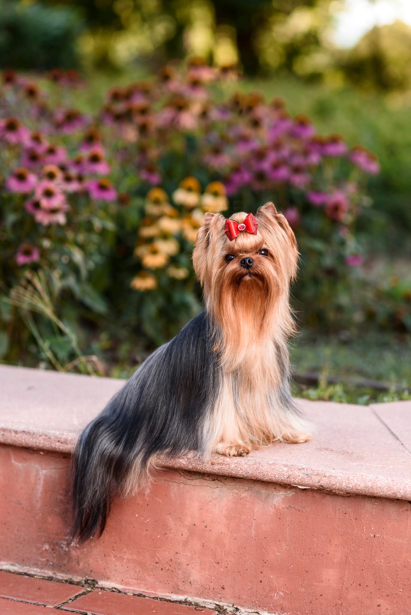 LUXURY YORK YOU ARE MY BOSS &mdash; Labaza DogPedigree YorkshireTerrier