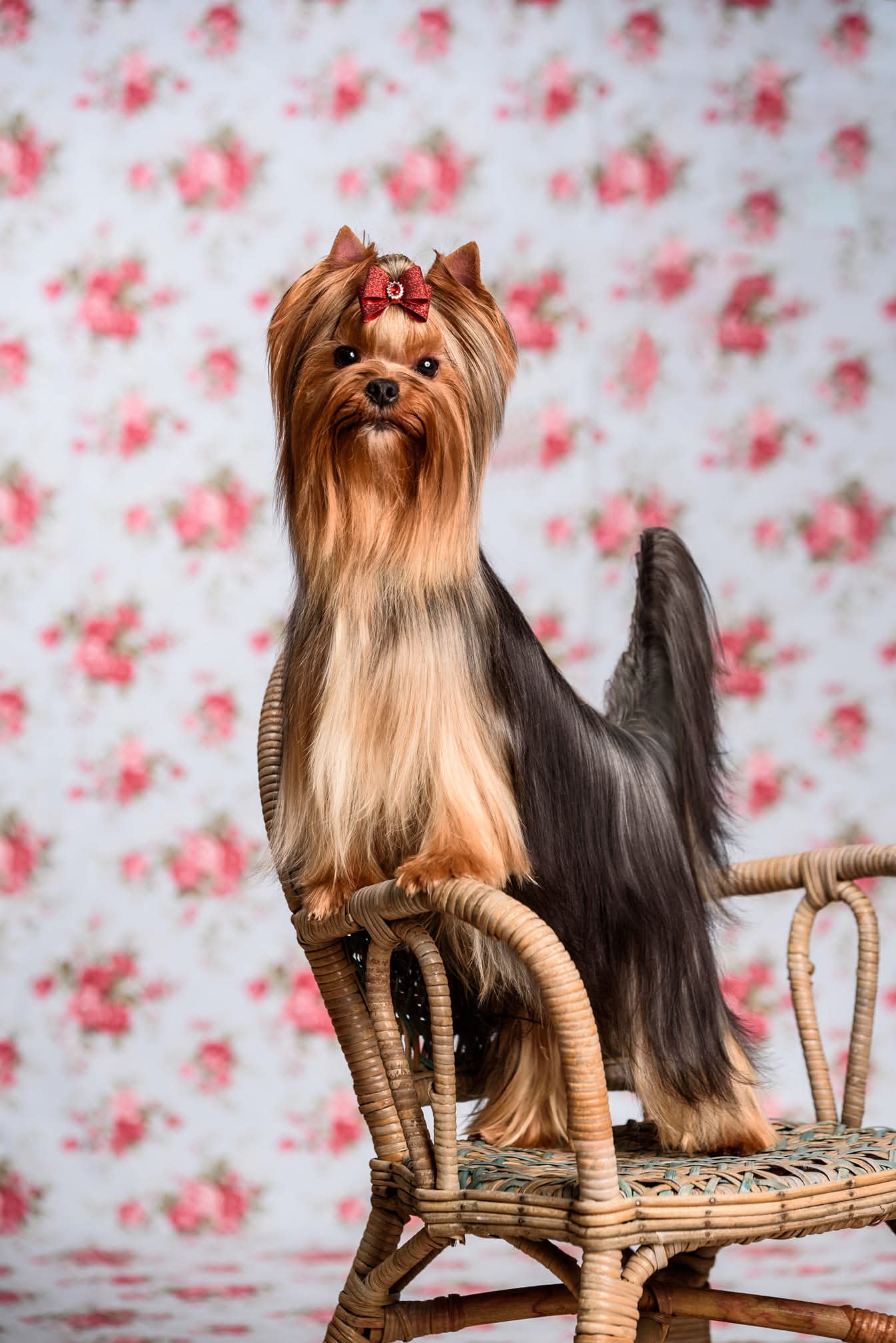LUXURY YORK ORGAZAM &mdash; Labaza DogPedigree YorkshireTerrier