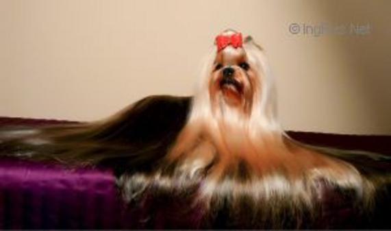 FLOWER BOSS OF BOXXEMIA GOLD