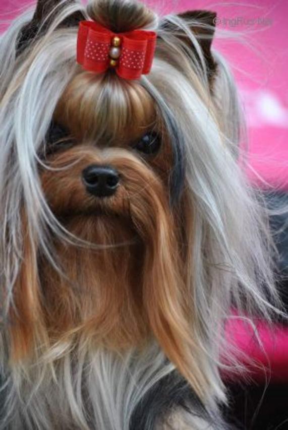 SHINING PURE LOVE BOUTIQUE ROYAL