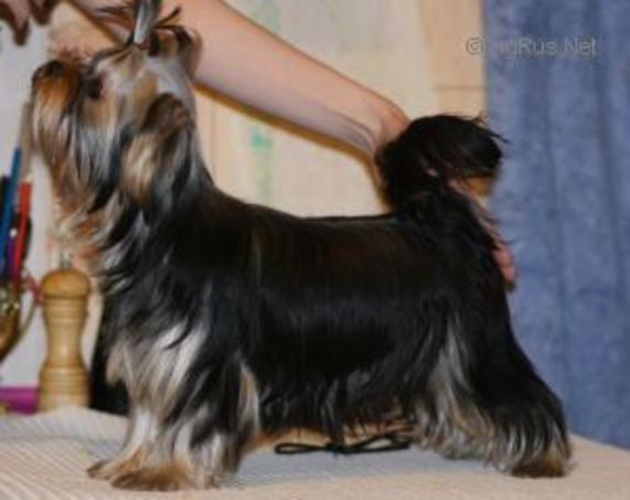 TUL'SKI PRESTIG PERFEKTO &mdash; Labaza DogPedigree YorkshireTerrier