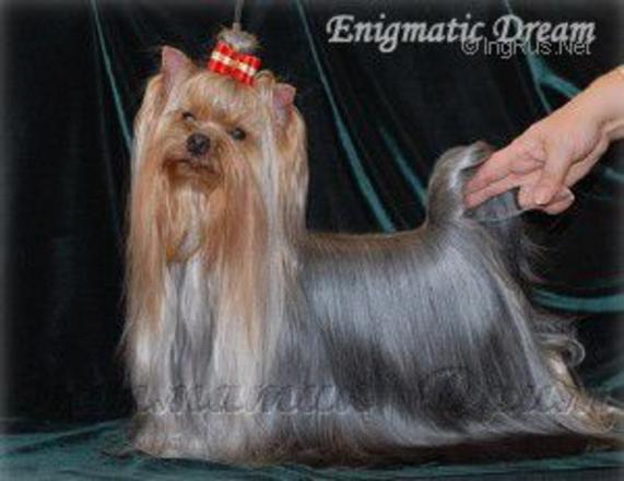 MINI SHOP PULSAR &mdash; Labaza DogPedigree YorkshireTerrier