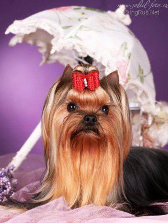 TUL'SKI PRESTIG KOLUMBINE