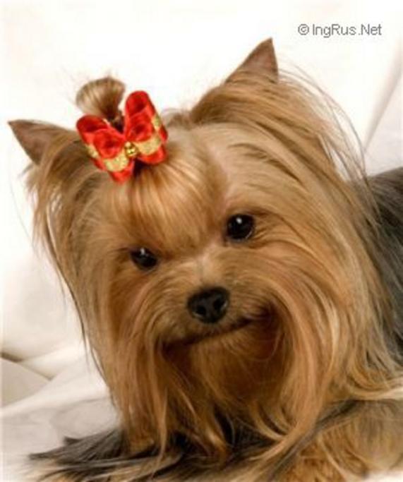 TUL'SKI PRESTIG SATISFEKSHEN &mdash; Labaza DogPedigree YorkshireTerrier
