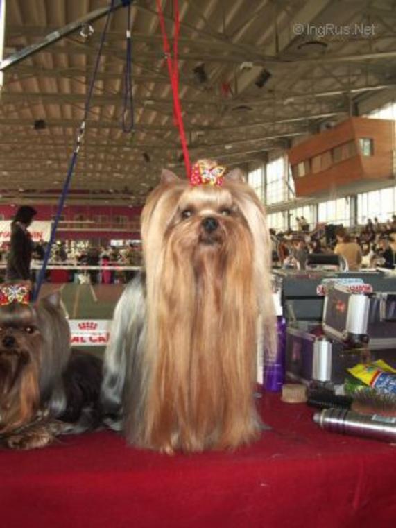 QOCCLE'S DREAM OF VICTORY