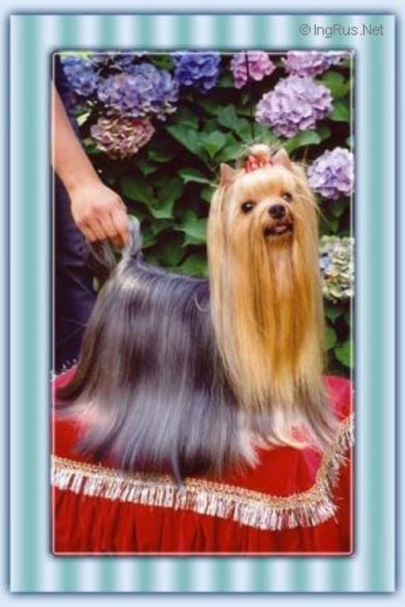 DURRER'S DARE TO DREAM