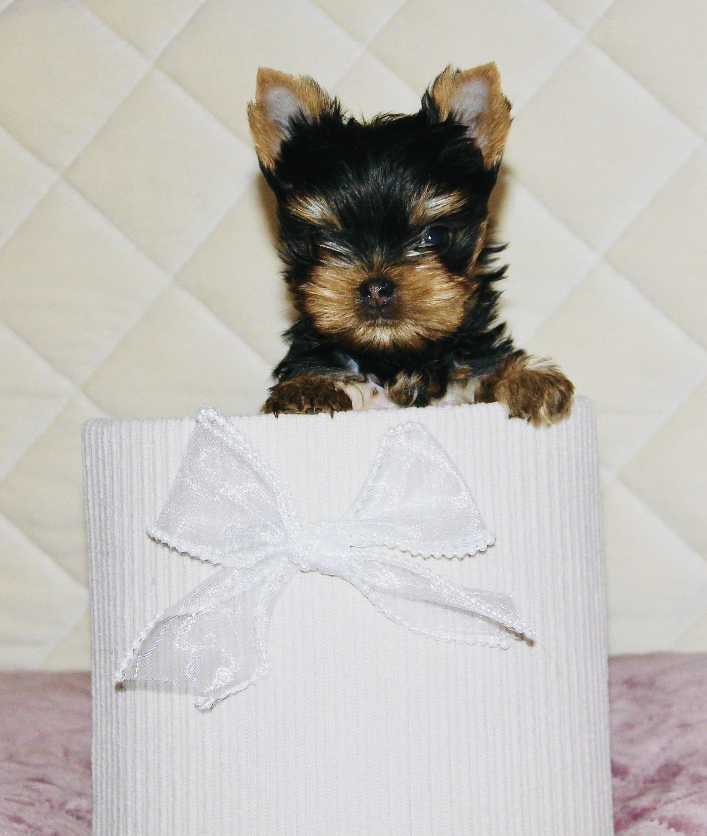 SILVER FLAME FLASH FOR ME &mdash; Labaza DogPedigree YorkshireTerrier