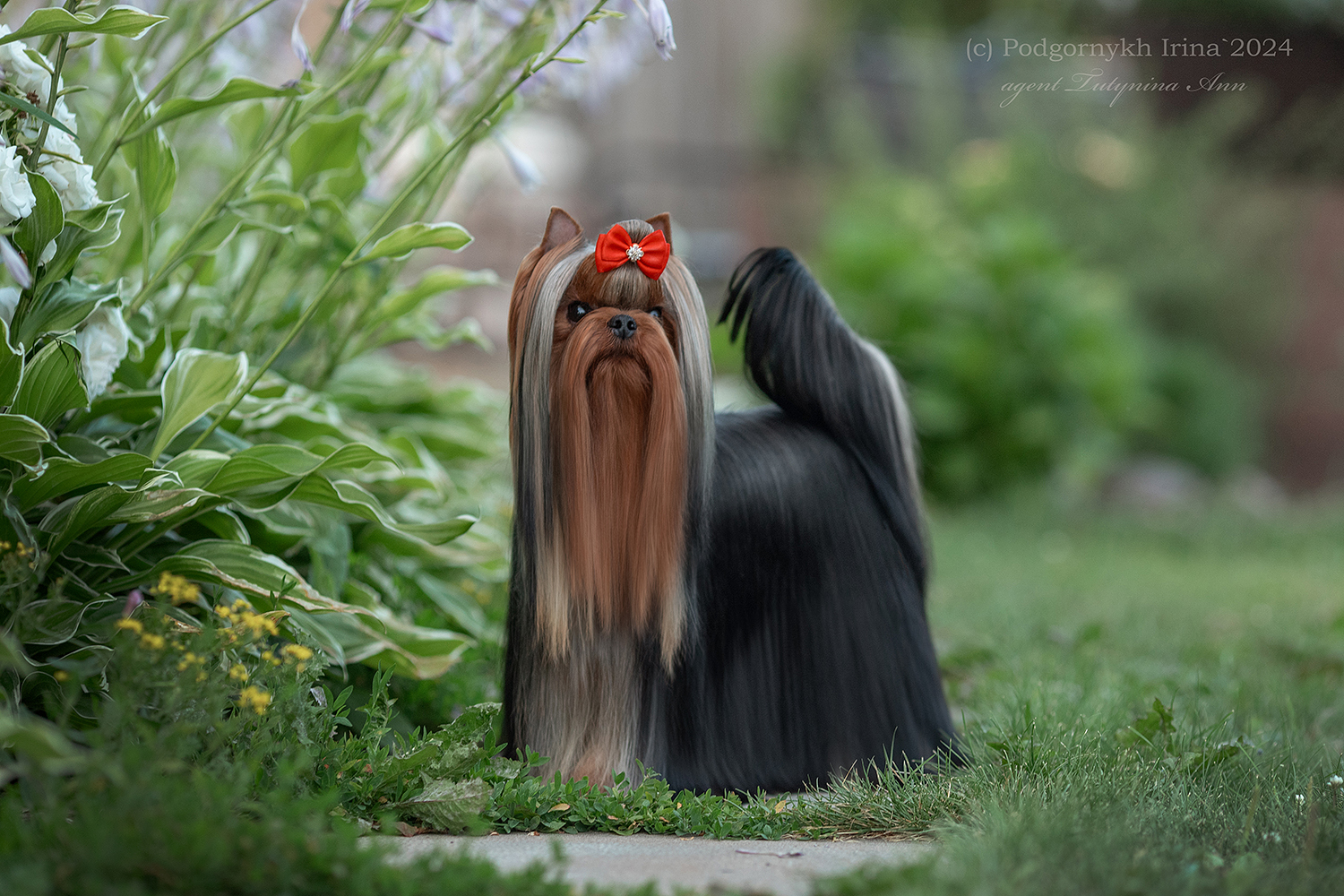 FAVOURITE WINNERS VALUTA &mdash; Labaza DogPedigree YorkshireTerrier