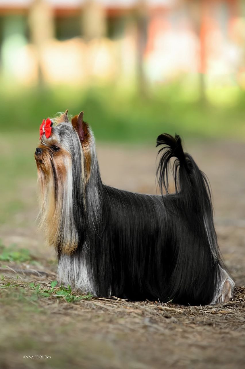 ENDLESS BLISS JANTAR BLUE &mdash; Labaza DogPedigree YorkshireTerrier