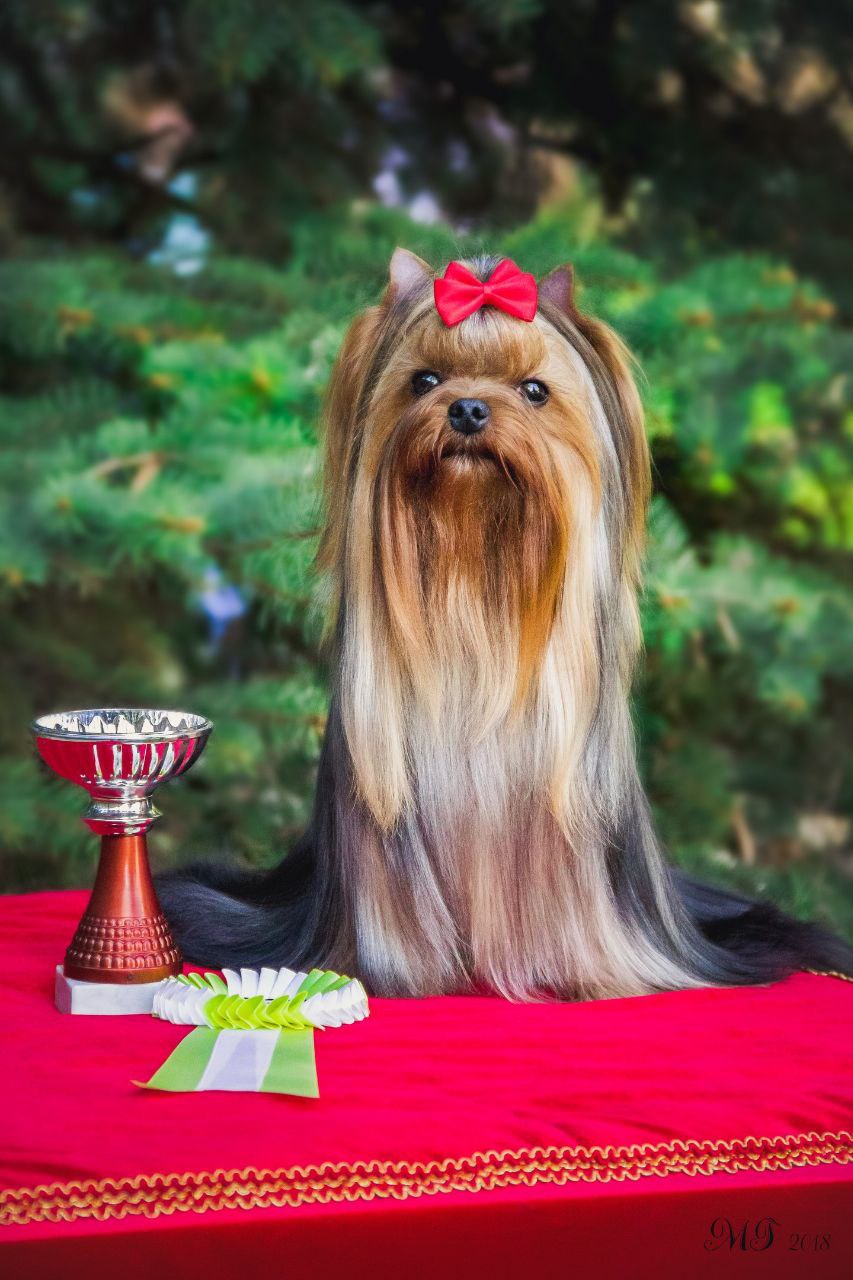 BESTIA FORTIS DINASTIYA