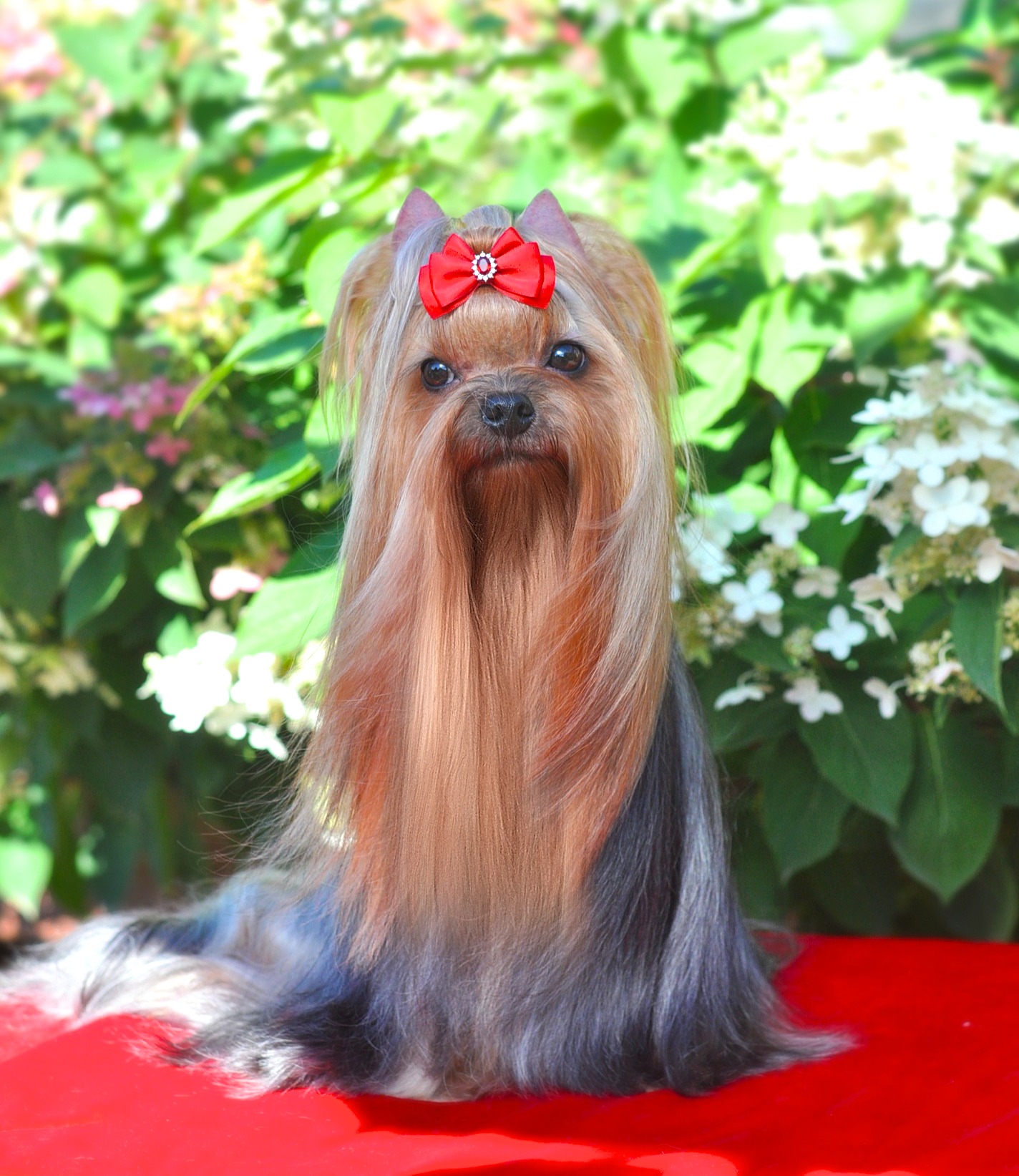 ENDLESS BLISS CHERRY BRENDI