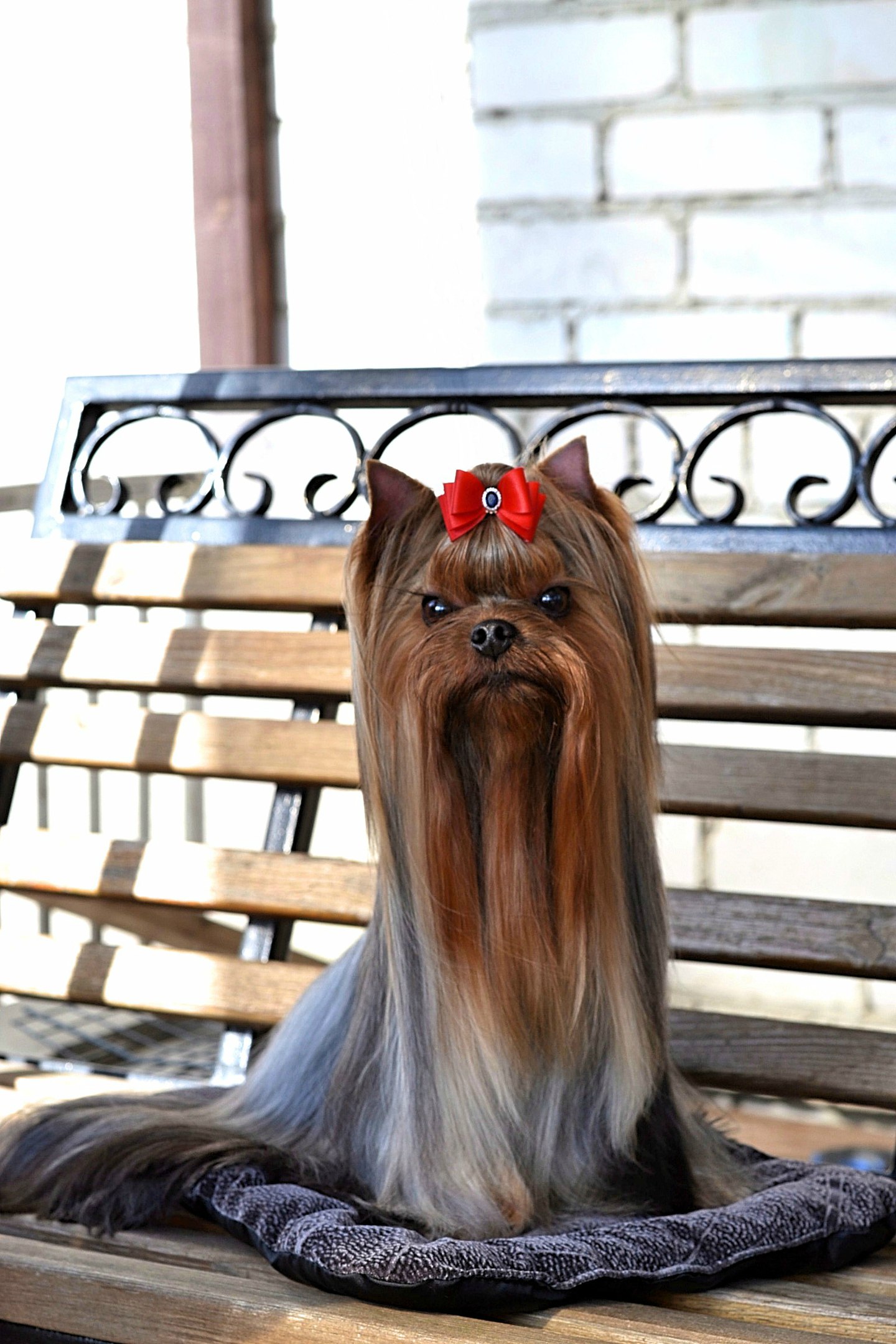 GODGERS CHIANTI CARETTI &mdash; Labaza DogPedigree YorkshireTerrier