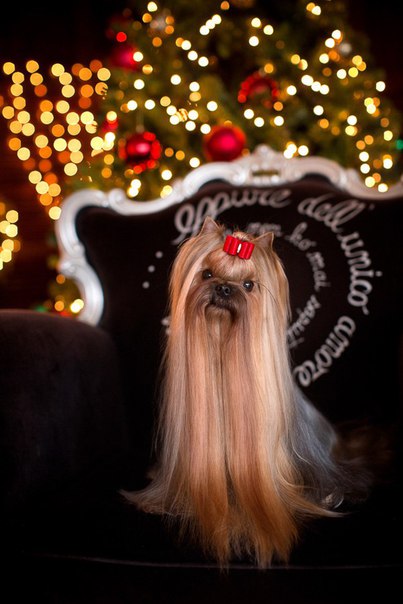 MAGICWOOD LOVE IZ MINE