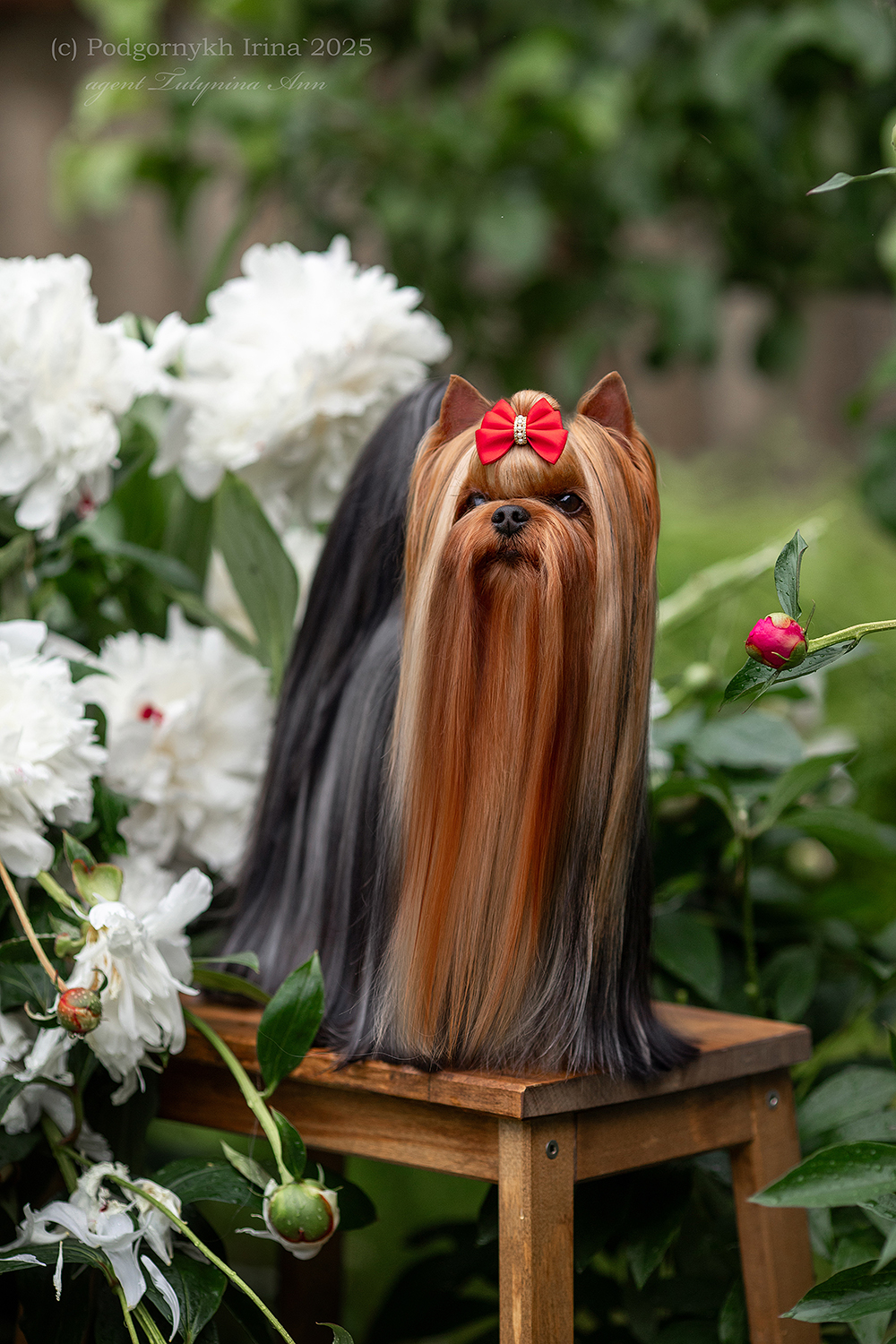 Dar Prise DAR PRISE CHINGACHGUK &mdash; Labaza DogPedigree YorkshireTerrier