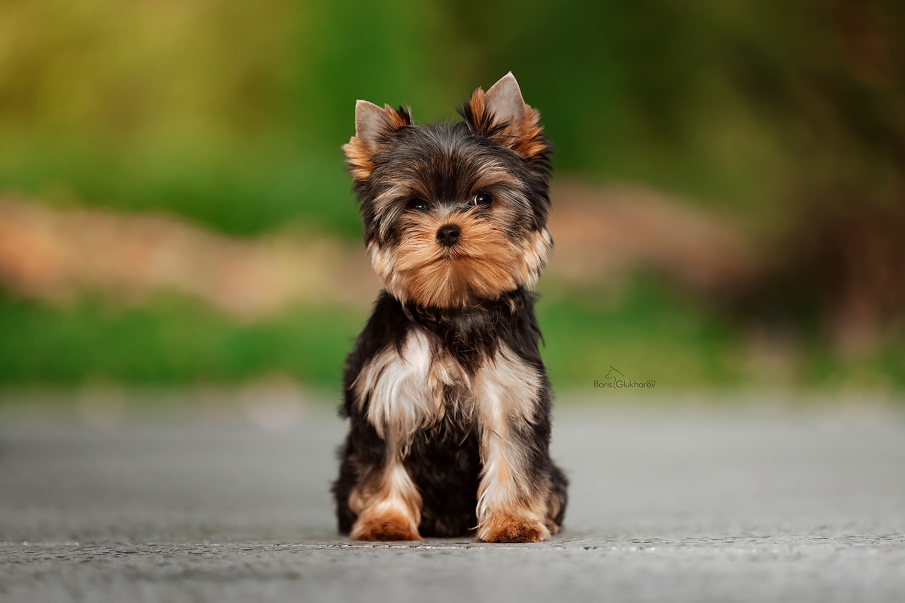  AMORE BRAVO UNDINA BELLA &mdash; Labaza DogPedigree YorkshireTerrier