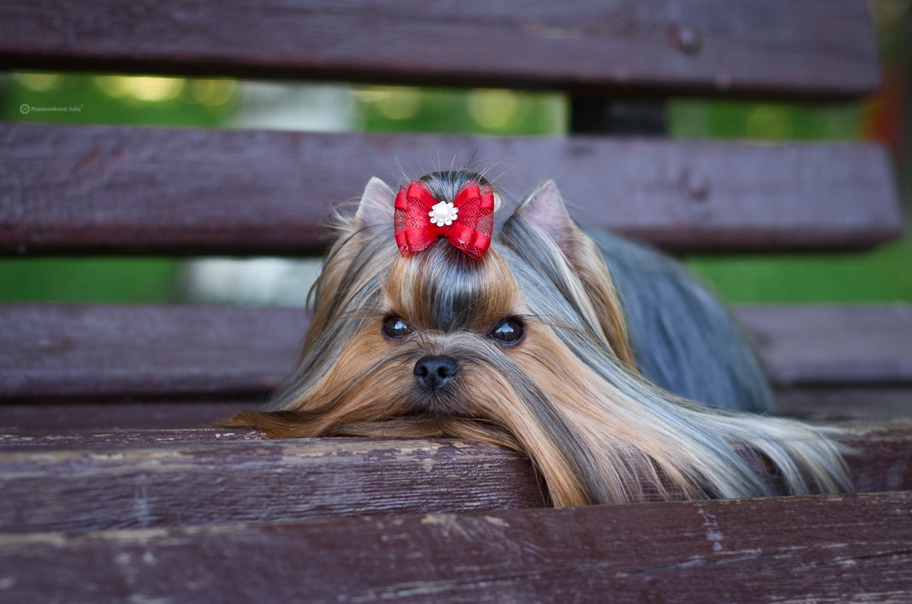 STREET FLASH STREET FLASH ZLATA &mdash; Labaza DogPedigree YorkshireTerrier