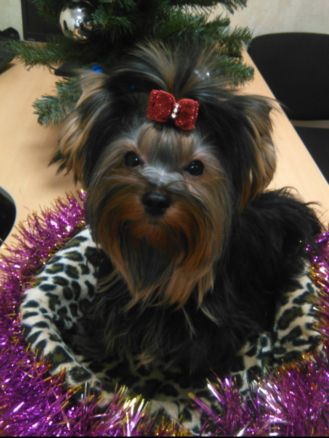  NOSTALGI PARISZEL &mdash; Labaza DogPedigree YorkshireTerrier