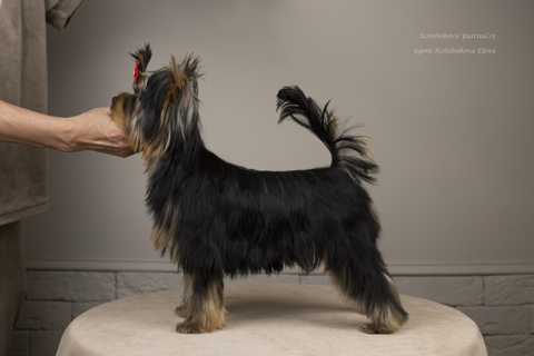  ROYAL FIREWORKS OPTIMIST &mdash; Labaza DogPedigree YorkshireTerrier