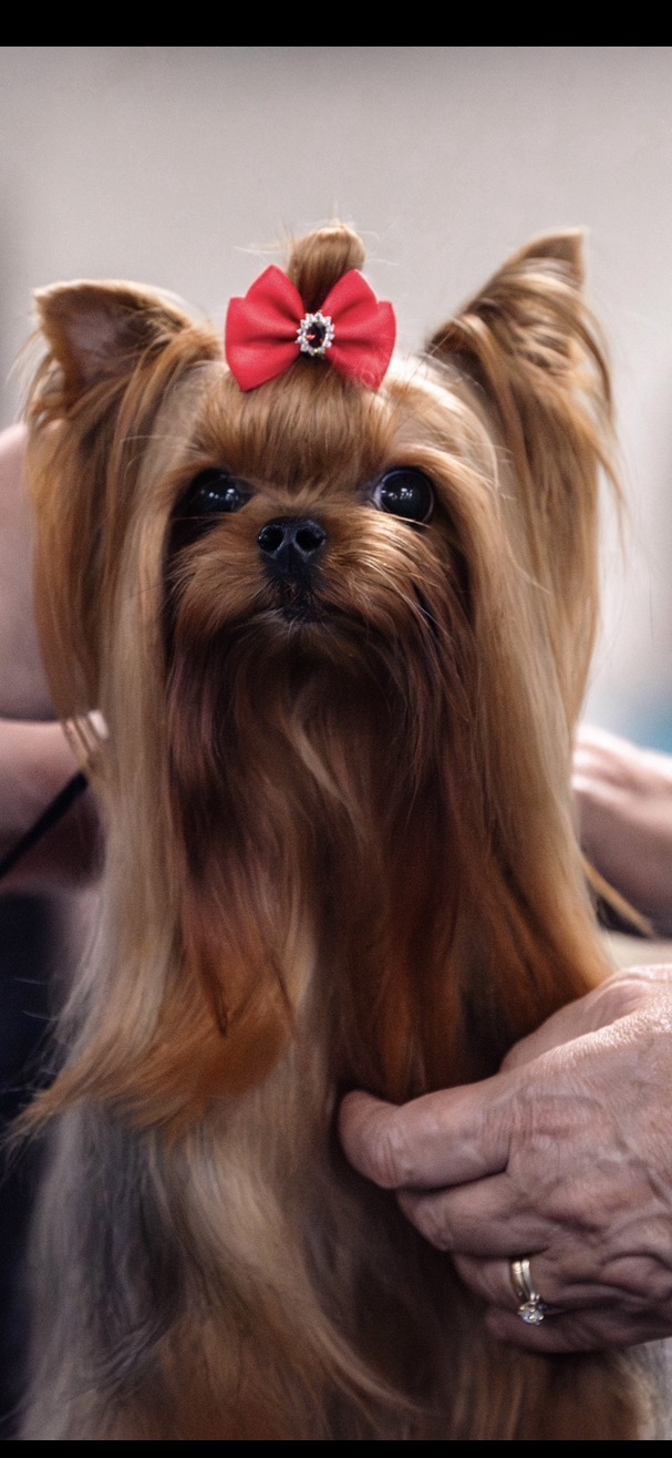 Aromaofbeauty &mdash; Labaza DogPedigree YorkshireTerrier