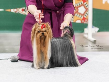 HOTSI-TOTSI EUPHORIA &mdash; Labaza DogPedigree YorkshireTerrier