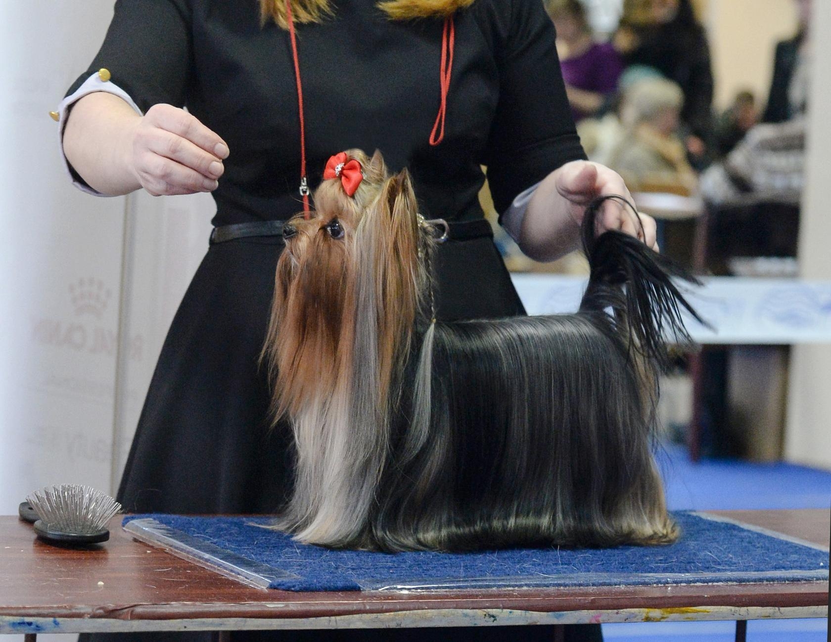 HOTSI-TOTSI ZHE TEM BON SHANS &mdash; Labaza DogPedigree YorkshireTerrier