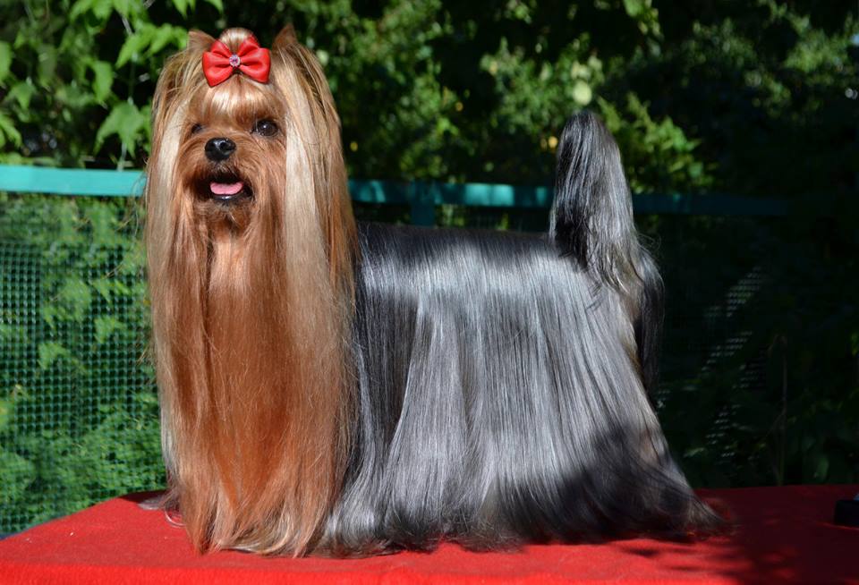 MY SIMURAN BRAVISSIMO &mdash; Labaza DogPedigree YorkshireTerrier