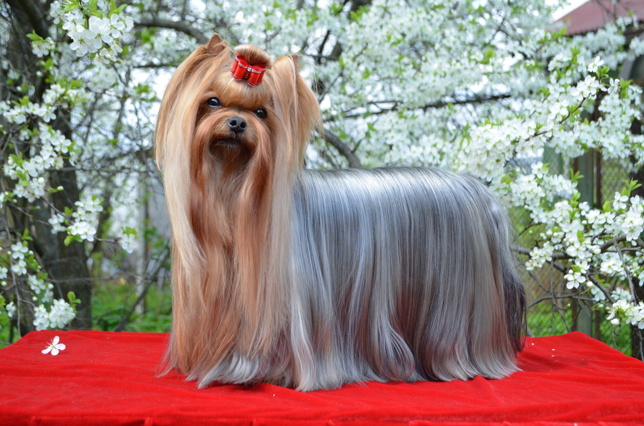 SVITI PAY &mdash; Labaza DogPedigree YorkshireTerrier