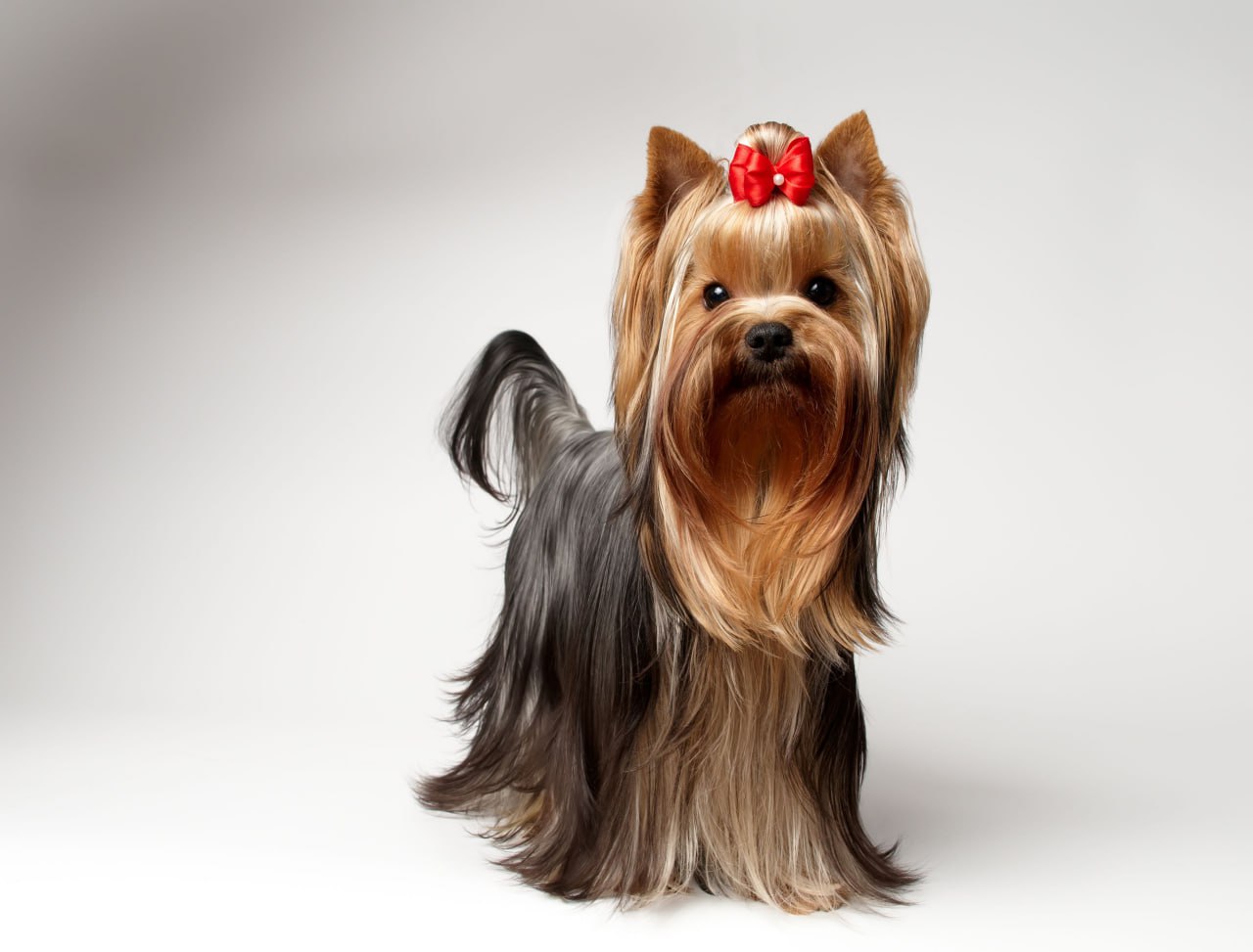LAKKI STAR LAS VEGAS &mdash; Labaza DogPedigree YorkshireTerrier