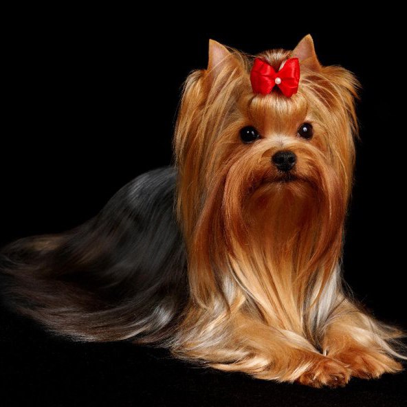 MINI SHOP MISSURIA &mdash; Labaza DogPedigree YorkshireTerrier
