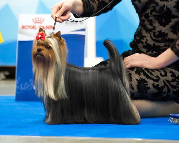 ROKAS BLEK RED AKVAMARIK &mdash; Labaza DogPedigree YorkshireTerrier