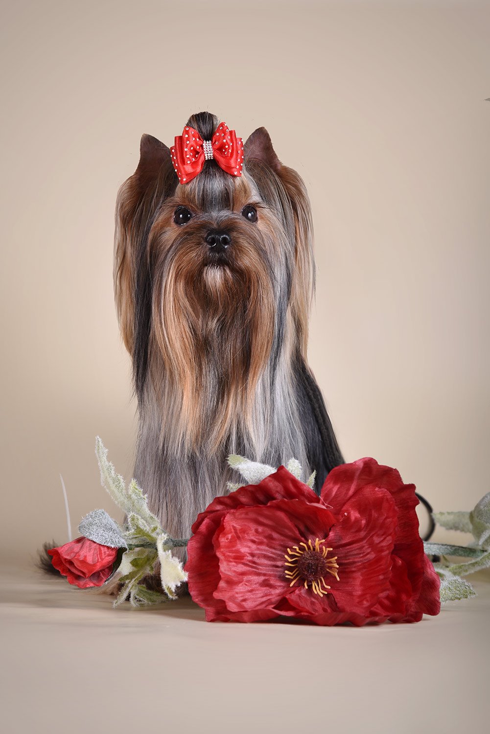 FAIRY FLAME NEW MELODY OF LOVE &mdash; Labaza DogPedigree YorkshireTerrier