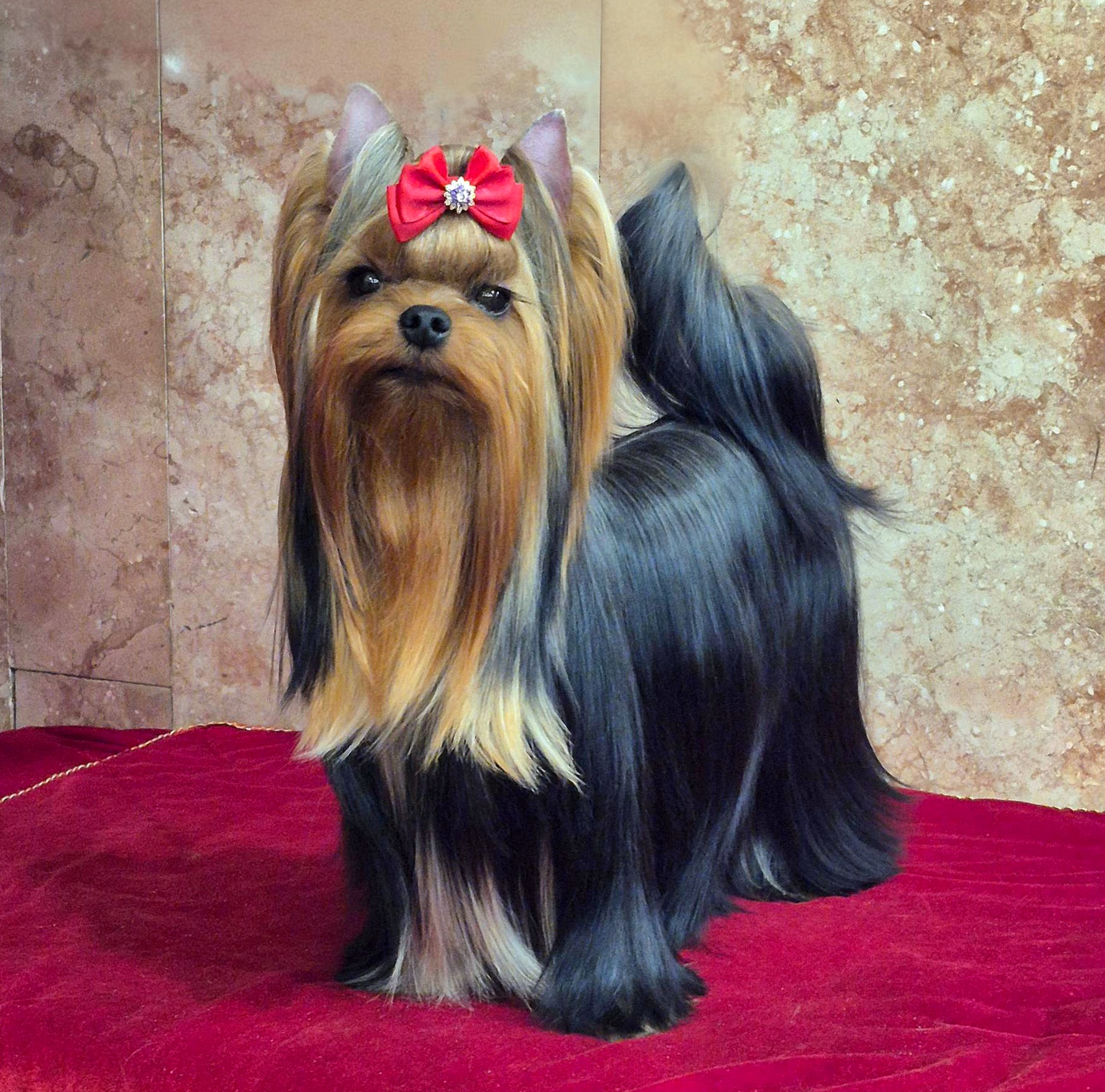 ENDLESS BLISS BRITANIA &mdash; Labaza DogPedigree YorkshireTerrier