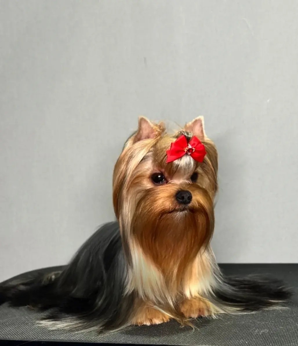 STREET FLASH NO COMMENT &mdash; Labaza DogPedigree YorkshireTerrier