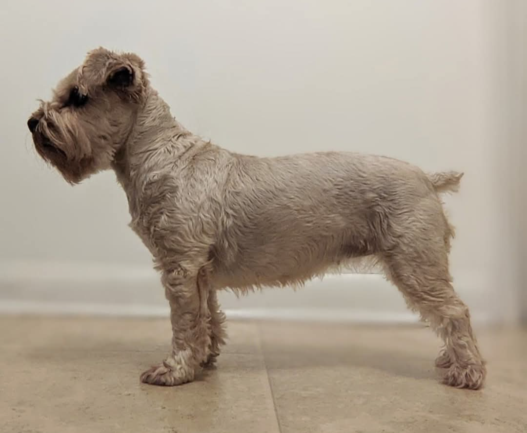 KINGSPORT'S BLONDES HAVE MORE FUN &mdash; Labaza DogPedigree YorkshireTerrier