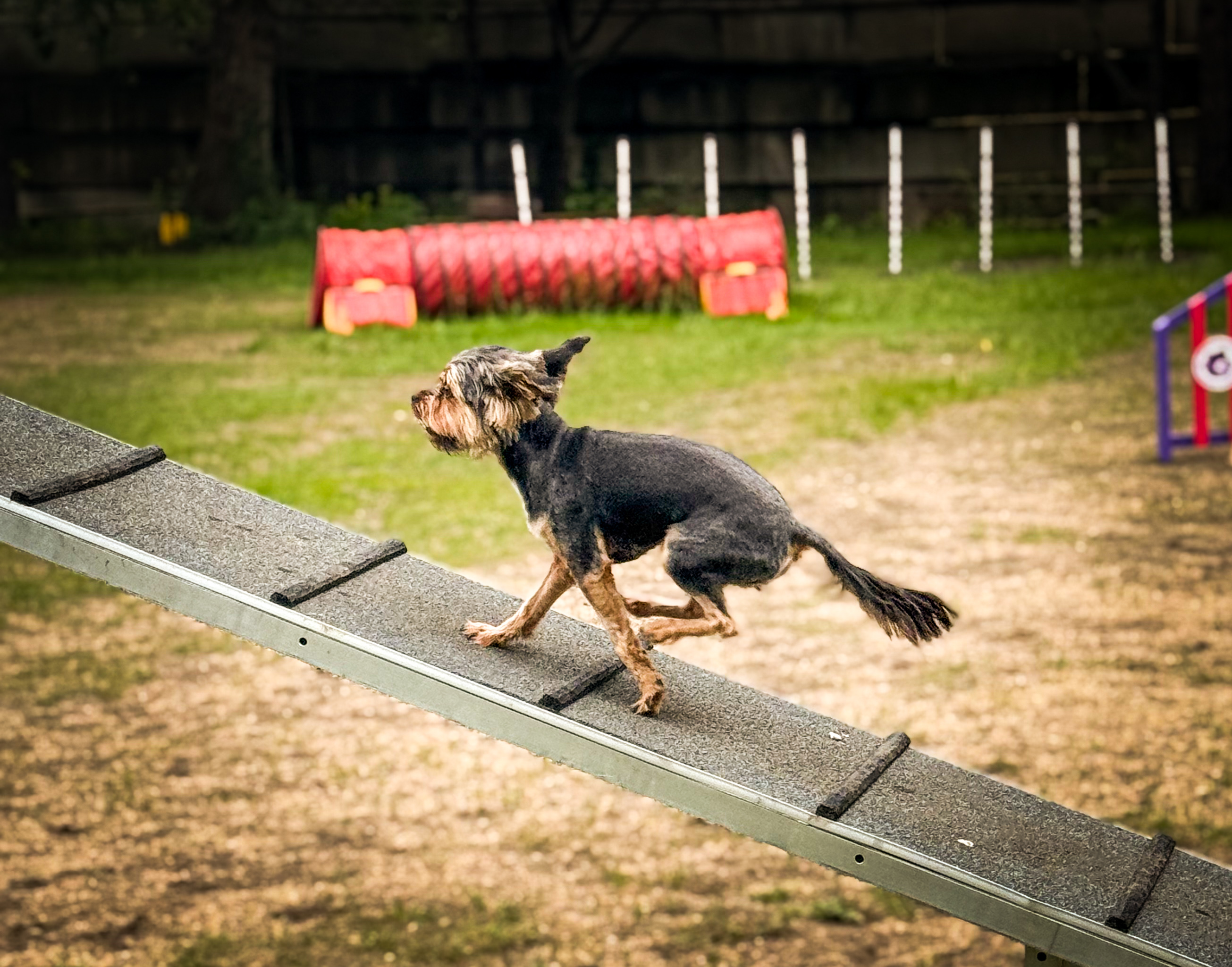  MERCEDES-BENZ &mdash; Labaza DogPedigree YorkshireTerrier