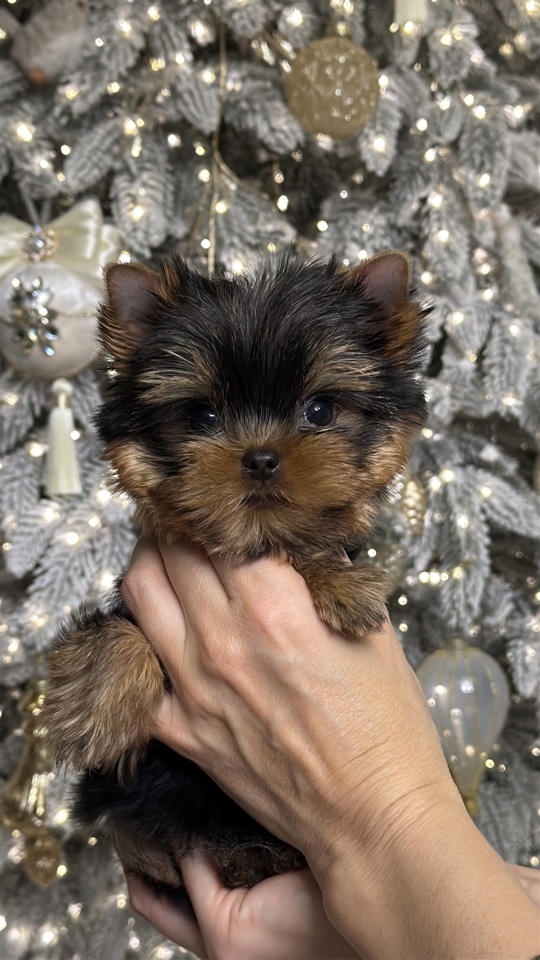 ROYAL FIREWORKS FESTIVAL &mdash; Labaza DogPedigree YorkshireTerrier