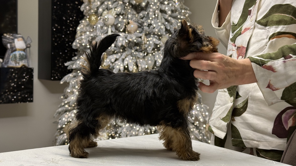 ROYAL FIREWORKS FAVOURITE &mdash; Labaza DogPedigree YorkshireTerrier
