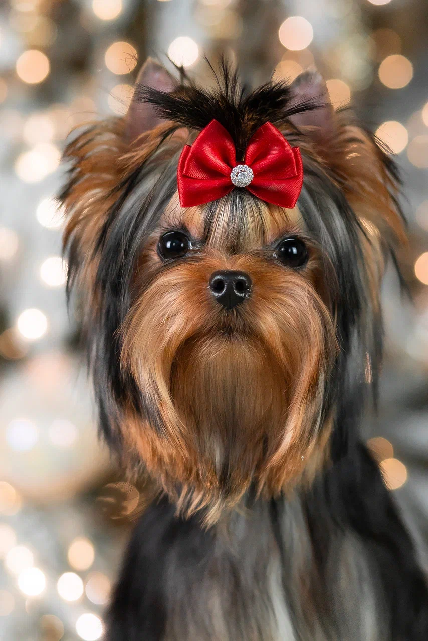 Royal Fireworks ROYAL FIREWORKS POLLIANA &mdash; Labaza DogPedigree YorkshireTerrier