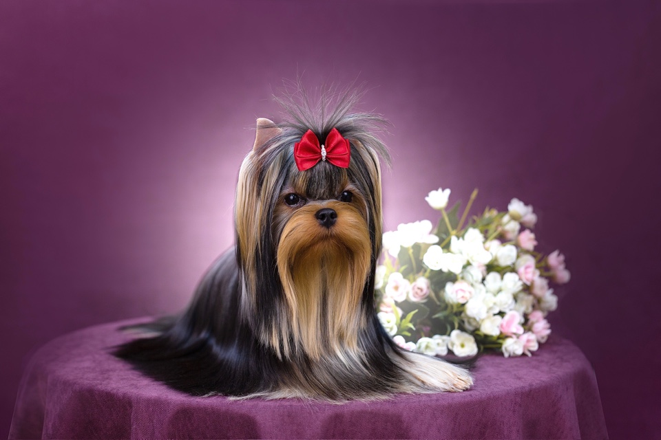 Royal Fireworks ROYAL FIREWORKS SWEETY &mdash; Labaza DogPedigree YorkshireTerrier