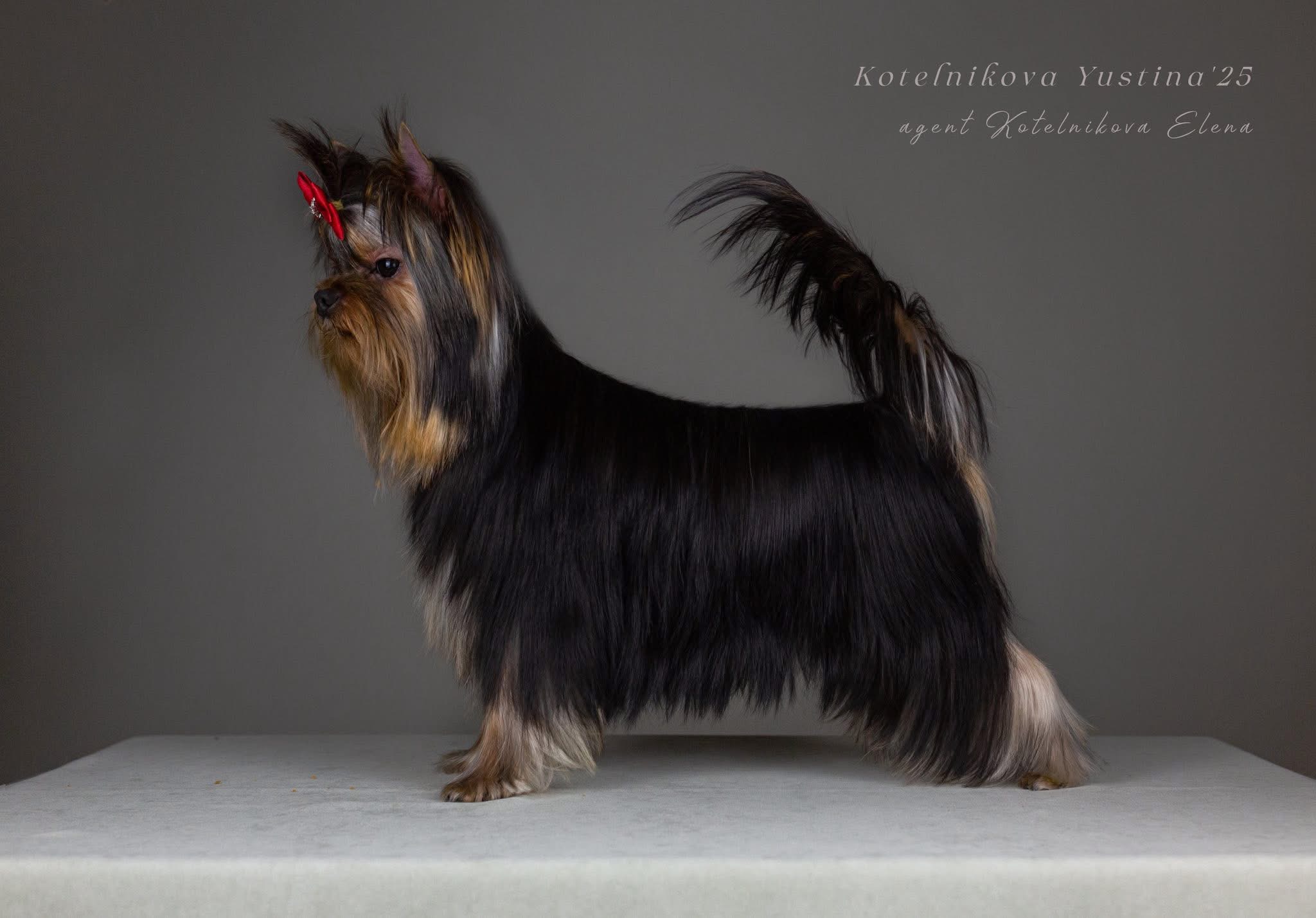 Royal Fireworks ROYAL FIREWORKS IDEALIST &mdash; Labaza DogPedigree YorkshireTerrier