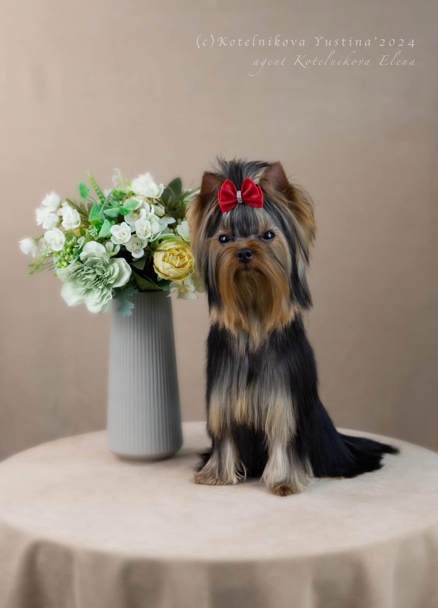 Royal Fireworks ROYAL FIREWORKS ORNAT &mdash; Labaza DogPedigree YorkshireTerrier